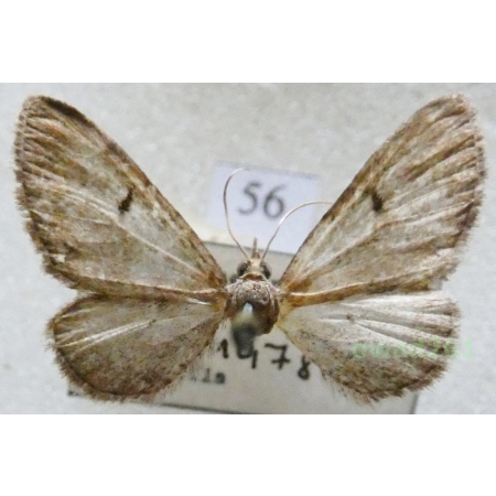Eupithecia absinthiata (Clerck, 1759) Czech56